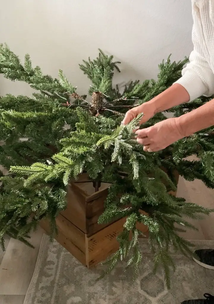 fluffing branches of the Charlie Brown Christmas tree